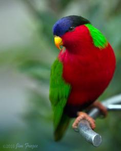 COLLARED LORY (Vini solitarius) - AKA the Fijian lory in honor of the island archipelago where it is endemic. Lories consume nectar and act as pollinators. Lories have a brush on the tip of their tongue that helps them collect nectar. This gorgeous bird's plumage was used as currency in several island archipelagos in the south seas.