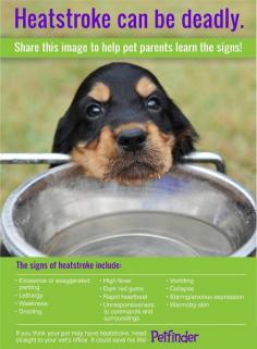 Summer isn't over yet, keep your dog cool www.bionicplay.com