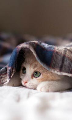 Kitten