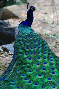 Amazing feathers of the peacock - absolutely gorgeous. I love seeing the ones down the road from us.