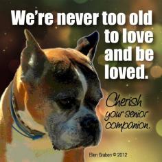 senior dogs are the best