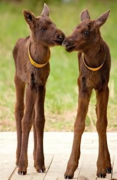 !! moose!!