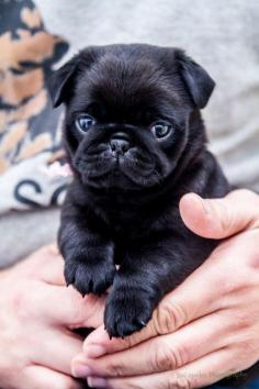 Holding a 10 week old pug