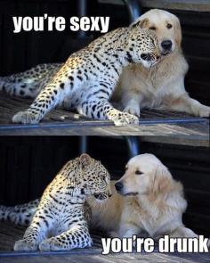 Getting Really Tired Of Your Crap, Cheetah