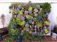 Succulent Garden Update! | Flickr - Photo Sharing!