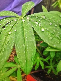 Lupine leaves after a soft rain.