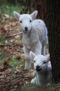 Lambs