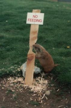 Funny Animals