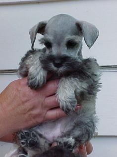 Schnauzer - oh gosh how cute! I remember when Winnie looked like this. :) ❤