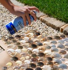 make shells come to life by spraying them with Rustoleum Clear