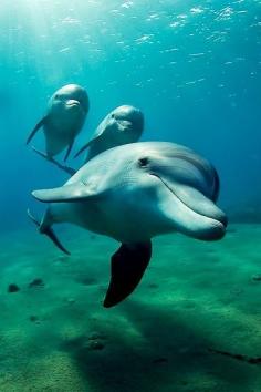 DOLPHINS