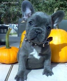 Blue French Bulldog- i love this color, but theyre super expensive! Not that a bully baby is cheap to begin with!!