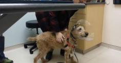 Blind dog overjoyed to see his family for the first time after sight-saving surgery