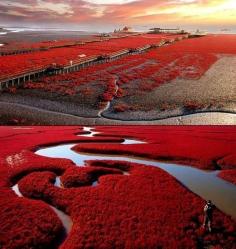 www.weddbook.com everything about wedding ♥ The Flower Fairytale In Spello, Italy for honeymoon #weddbook #wedding #landscape #red