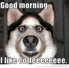funny animal good morning - Google Search