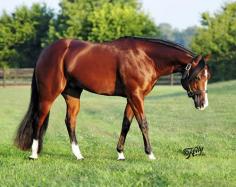 Waylon's Dad ! (Lazy Loper x No Doubt Im Magic) AQHA World Western Pleasure ChampionAQHA Congress Western Pleasure Champion3x Reichert Western Pleasure Champion❤️