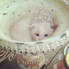 Princess Kitty