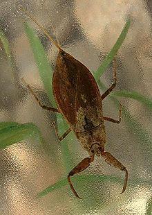 Nepomorpha is an infraorder of insects in the "true bug" order (Hemiptera). They belong to the "typical" bugs of the suborder Heteroptera. Due to their aquatic habits, these animals are known as true water bugs.