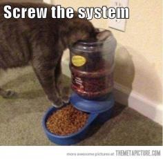 Cats. They only do things their way.