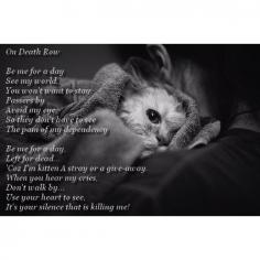 The "words" of a shelter animal