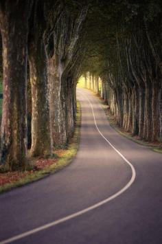 "Tree Tunnel" --Germany  #travel #fridayescapades