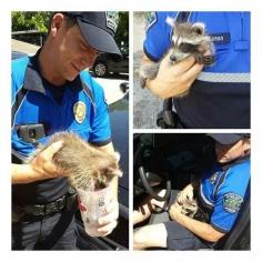 Austin police rescue pet raccoon from hot car www.kvue.com/... pic.twitter.com/p9T8CK0L2m