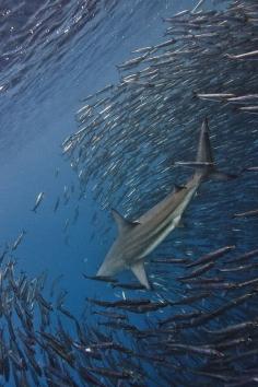 black tip reef shark (by Paul Cowell)