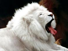 Animals love photos: Animals wallpapers