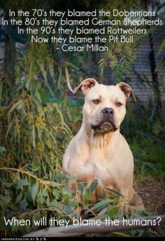 Pit bulls