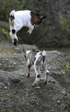 this makes me smile. I asked Gram why we never had baby goats or sheep on the farm and she did remember. BUT are they not the cutest kids at play