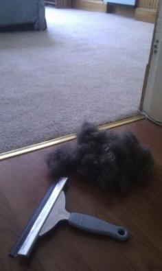 Remove pet hair from carpet with a squeegee. | 38 Unexpectedly Brilliant Tips For Dog Owners