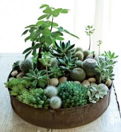 love this! #succulents #garden