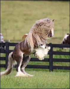 Bullet - The Gypsy Vanner