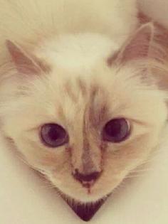 This kitten is getting the line of a lifetime