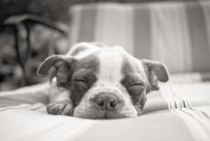 Sleeping dog