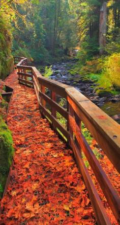 Sweet Creek Trail in Mapleton, Oregon
