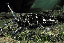 The Asian long-horned beetle (Anoplophora glabripennis), also known as the starry sky, sky beetle, or ALB, is a species native to eastern China, Japan, and Korea. This species has now been accidentally introduced into the United States, where it was first discovered in 1996,[1] as well as Canada, Trinidad, and several countries in Europe, including Austria, France, Germany, Italy, and the UK. This beetle is believed to have been spread from Asia in solid wood packaging material.