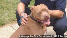 Pit Bull Saves Young Deaf Owner From Burning Home