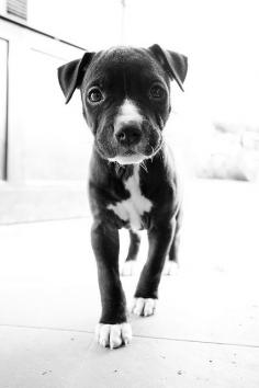 pitbull puppy