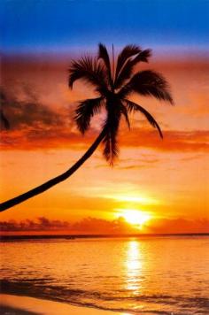 Sunset Palm