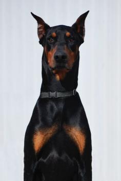 reals:  Beware of Dog | Photographer