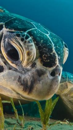 Sea turtle