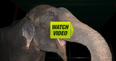 Elephant rescued from 50 years of chains and spiked leg restraint.....