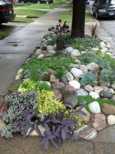 Lovely rock garden