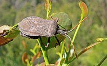 Coreidae (or Leaf-footed bug) is a large family of predominantly herbivorous insects that belong in the hemipteran suborder Heteroptera.[1] There are more than 1,900 species in over 270 genera.[2] They vary in size from 7 to 45 mm, making the larger species some of the biggest heteropterans.