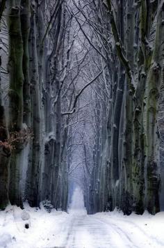 Winter Forest, Czech Republic