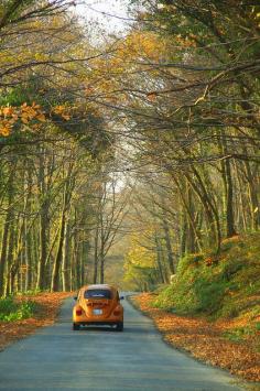 autumn bug...