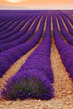 Love lavender? Find organic lavender oil in our Natural/Organic Body Lotion, USDA Organic Body Lotion, Hand Soap and Body Wash.