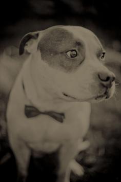 Pitbull