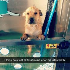 That Is One Angry Dog